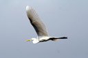 Egretta alba