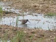 Calidris ferruginea