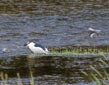 Nycticorax nycticorax