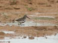 Calidris alpina