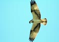 Pandion haliaetus
