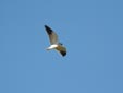 Elanus caeruleus