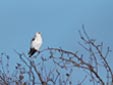Elanus caeruleus