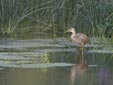Ardea purpurea