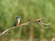 Alcedo atthis