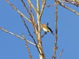 Fringilla montifringilla