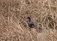 Porphyrio porphyrio