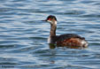 Podiceps nigricollis