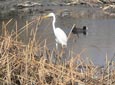 Egretta alba