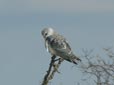 Elanus caeruleus