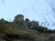 Oenanthe leucura