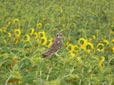 Asio flammeus