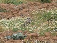 Asio flammeus