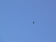 Aquila adalberti