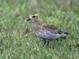 Pluvialis apricaria