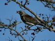 Turdus pilaris