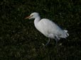 Bubulcus ibis