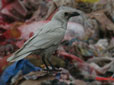 Corvus corax
