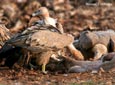 Gyps fulvus