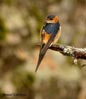 Hirundo daurica