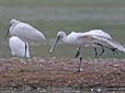 Platalea leucorodia