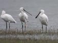 Platalea leucorodia