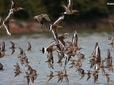 Limosa limosa