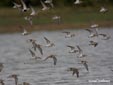 Calidris alpina