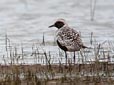 Pluvialis squatarola