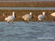 Platalea leucorodia