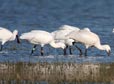 Platalea leucorodia