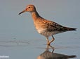 Calidris melanotos