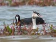 Fulica cristata