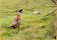 Phasianus colchicus