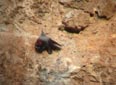 Tichodroma muraria