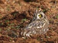 Asio flammeus