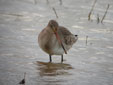 Limosa limosa