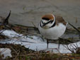 Charadrius alexandrinus