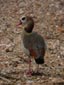 Alopochen aegyptiacus