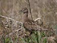 Numenius phaeopus