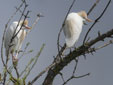 Bubulcus ibis