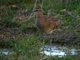 Numenius phaeopus