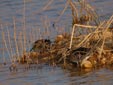 Gallinago gallinago