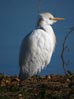 Bubulcus ibis