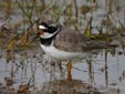 Charadrius hiaticula