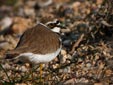 Charadrius dubius