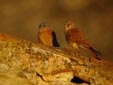 Falco naumanni