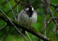 Passer hispaniolensis