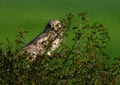 Asio flammeus