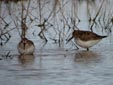 Calidris alpina